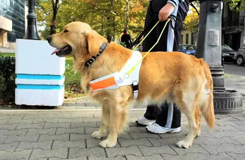 Os cães: como surgiram?