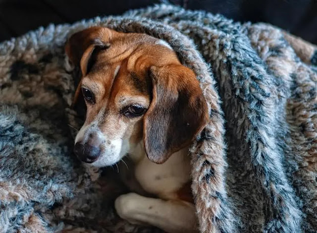 Frio, Pet e Café: Quem Está Mais Mimado Aqui?